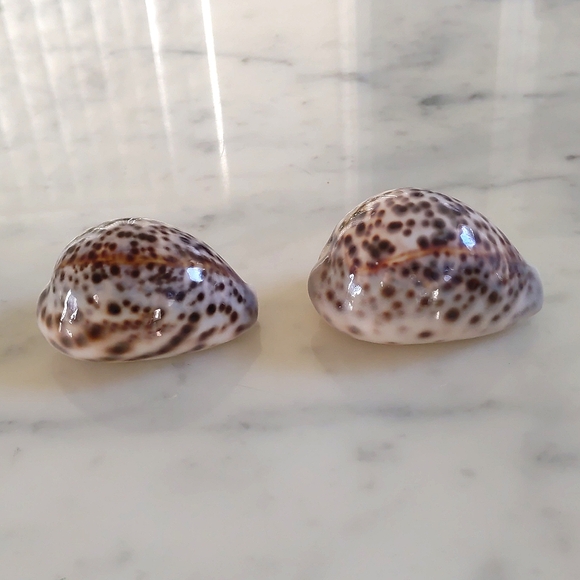 Sea Shells Cypraea Tigris 3"x2" (2pcs). - Picture 2 of 4